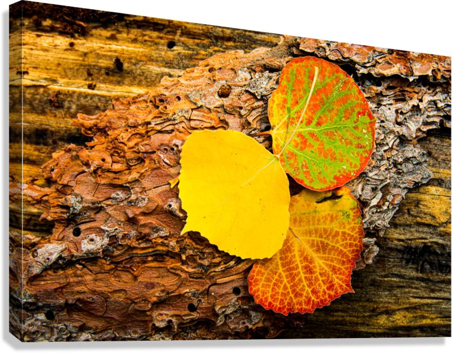 Aspen Leaves On Pine Bark Canvas Print