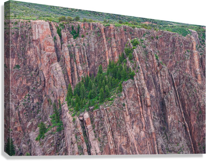 Rock Wall Forest  Canvas Print