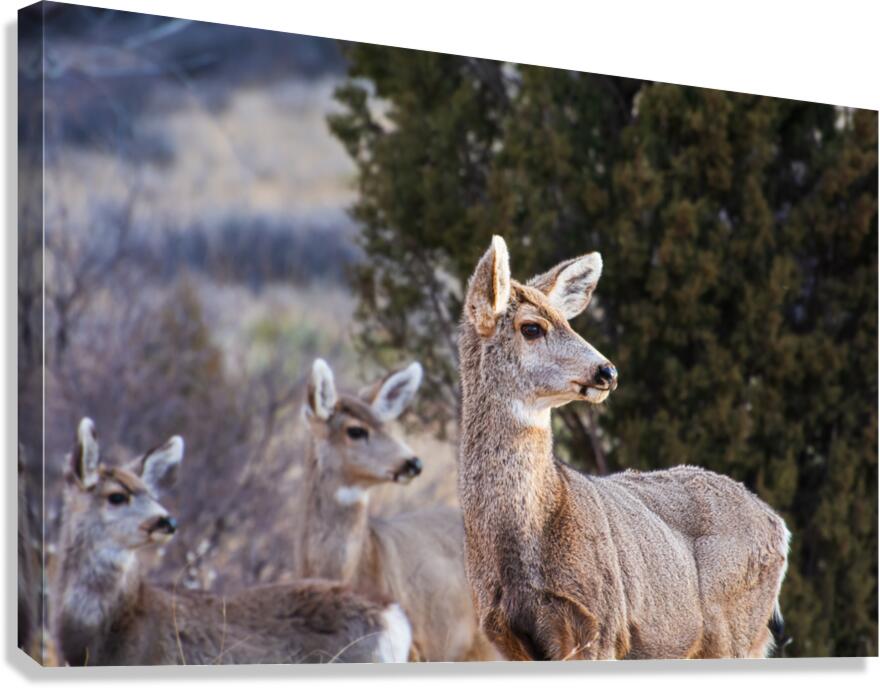 Alert  Canvas Print