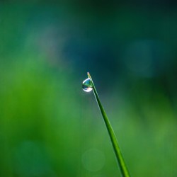 Dew Drop