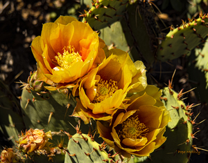 Cactus Flower Red Rock