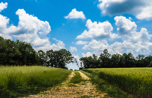 Alabama Wheat Field