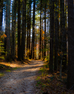 Path Into Light