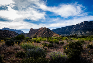 Spring At Red Rock Canyon