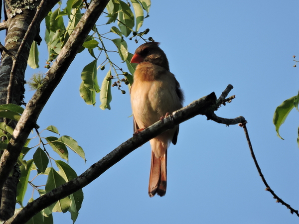 Bird on limb 2 Print