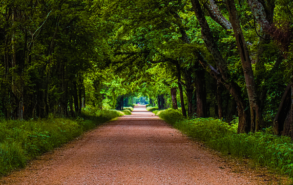 Alabama Backroad Print