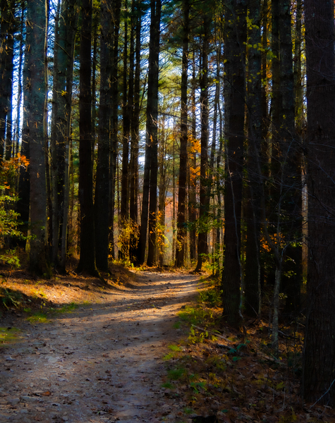 Path Into Light Print