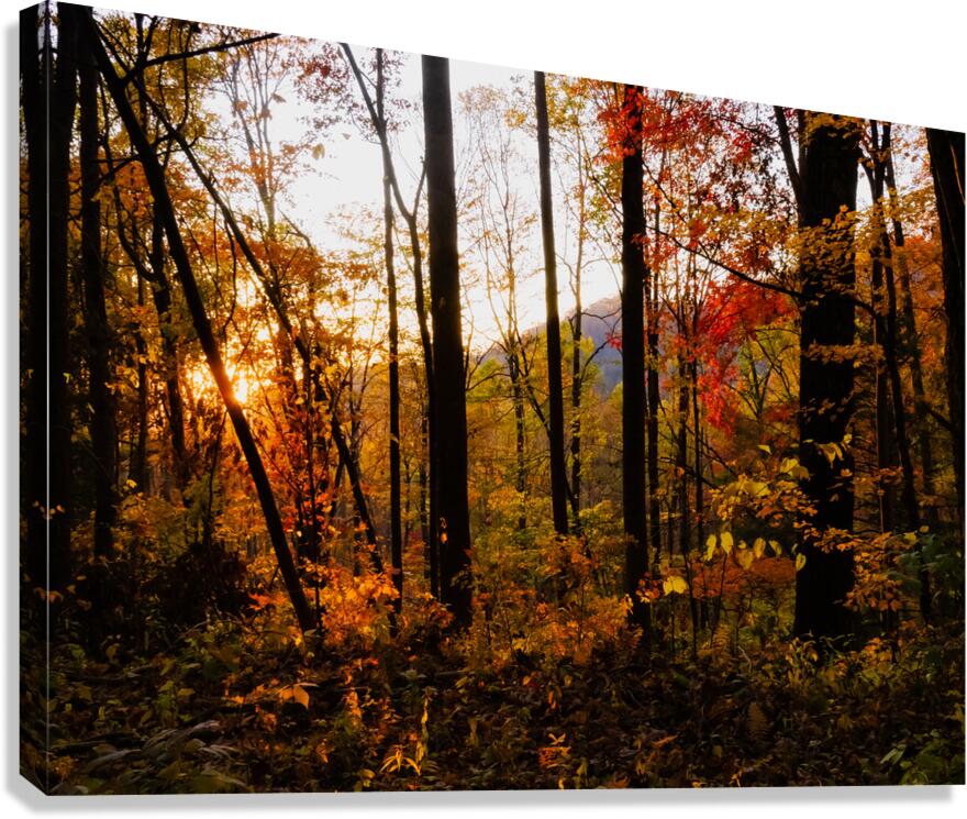 Sunset Through Fall Foliage Canvas Print