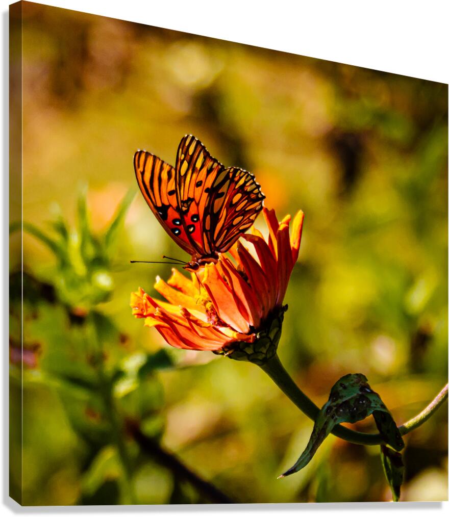 Monarch  3 Canvas Print