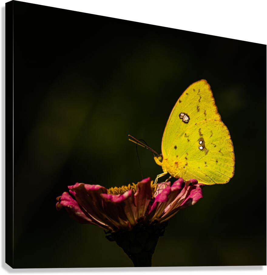 Clouded Sulphur Feasting Canvas Print