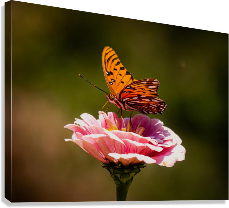 Monarch  2 Canvas Print