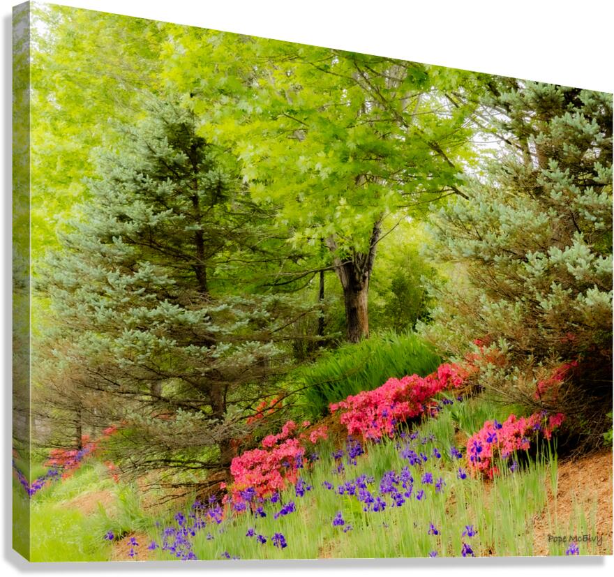 Spring Bloom Canvas Print