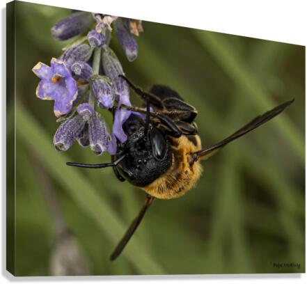 Bee on Flower  Canvas Print