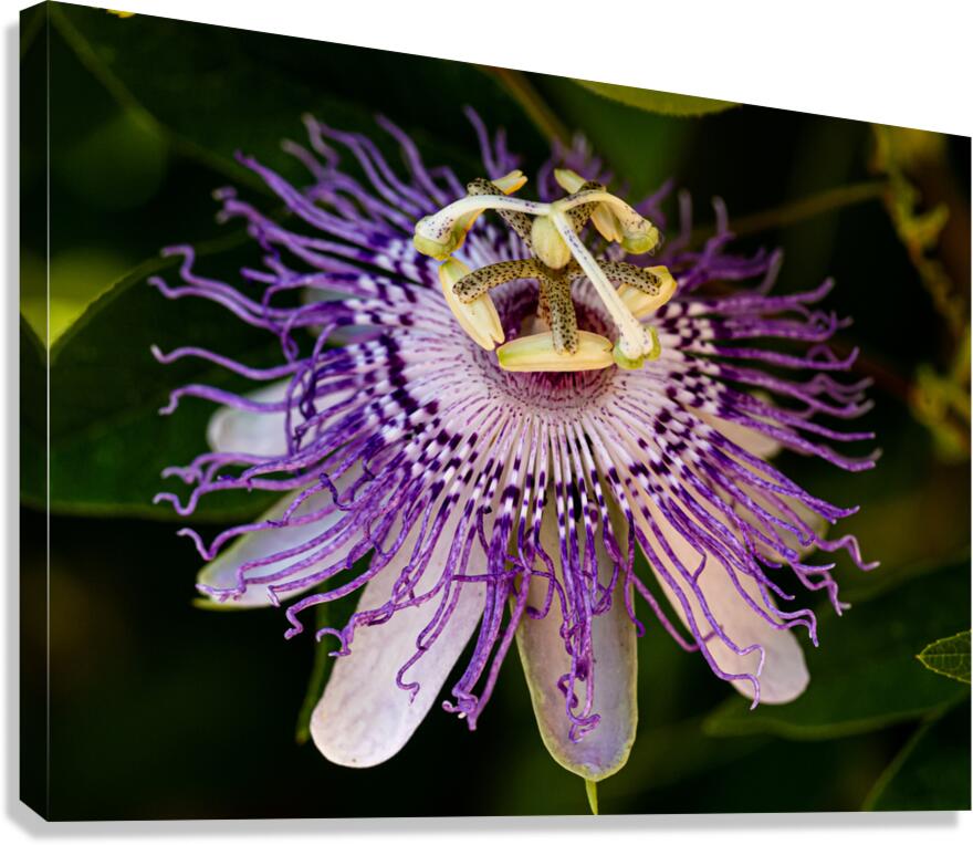 Passion Flower Canvas Print