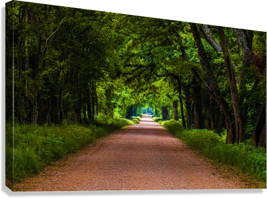 Alabama Backroad Canvas Print