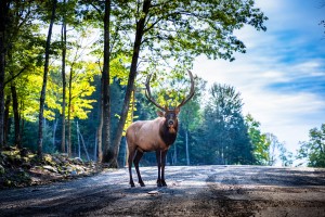 The Elk