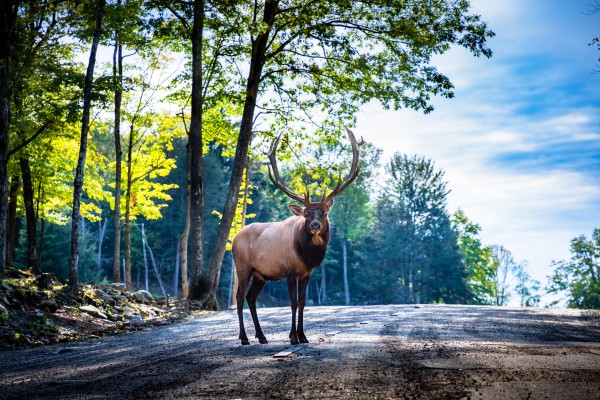 The Elk Print
