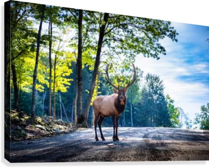 The Elk Canvas Print