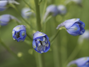 Blue Delphinium Buds