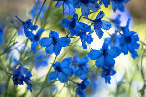Bluest Blue Flowers