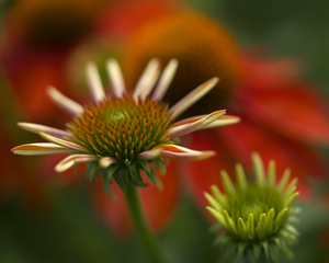 Budding Coneflowers