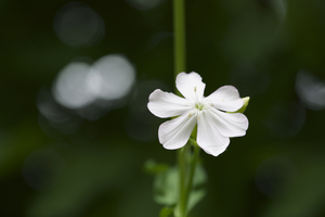 Catchfly