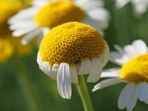 Chamomile