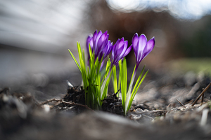 Crocus