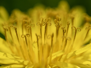 Dandelion