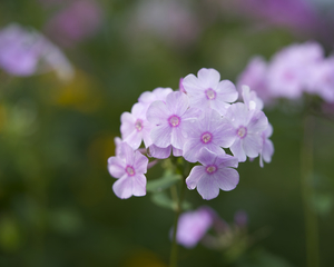 Delicate Ones