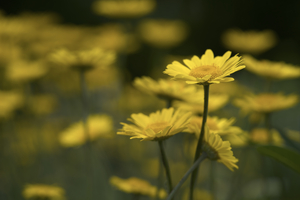 Field of Daisies