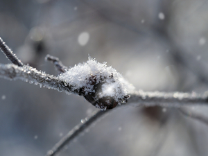Frozen Wild Berry