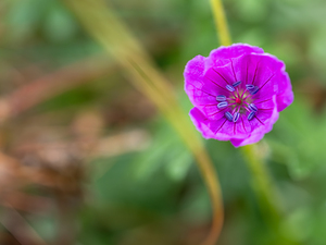 Geranium Closeup