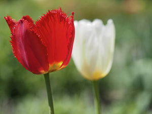 I Choose Red