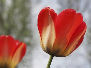 Leaning Tulip