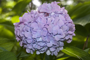 Lilac Hydrangea