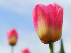 Pastel Tulips