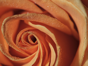 Peach Rose