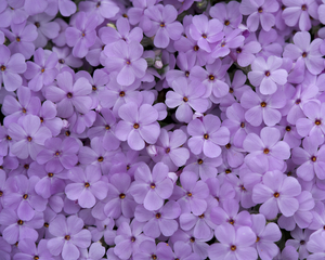 Pink Groundcover