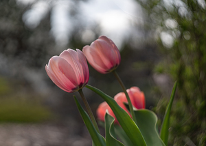 Pink Harmony