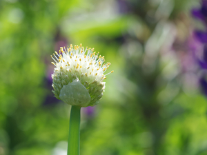 Pretty Onion