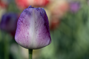 Purple Muse