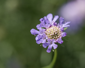 Purple Pincushion