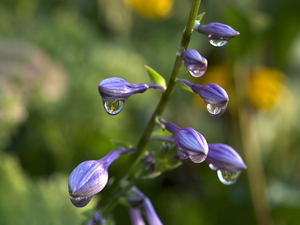 Rain Drops