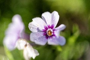 Scarlet Pimpernel