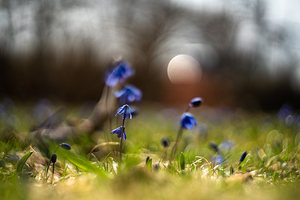Siberian Squill