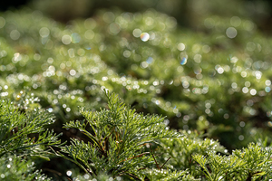 Spring Bokeh