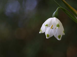 Spring Snowflake