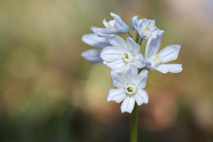 Striped Squill