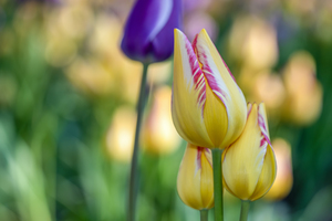 Sunlit Serendipity